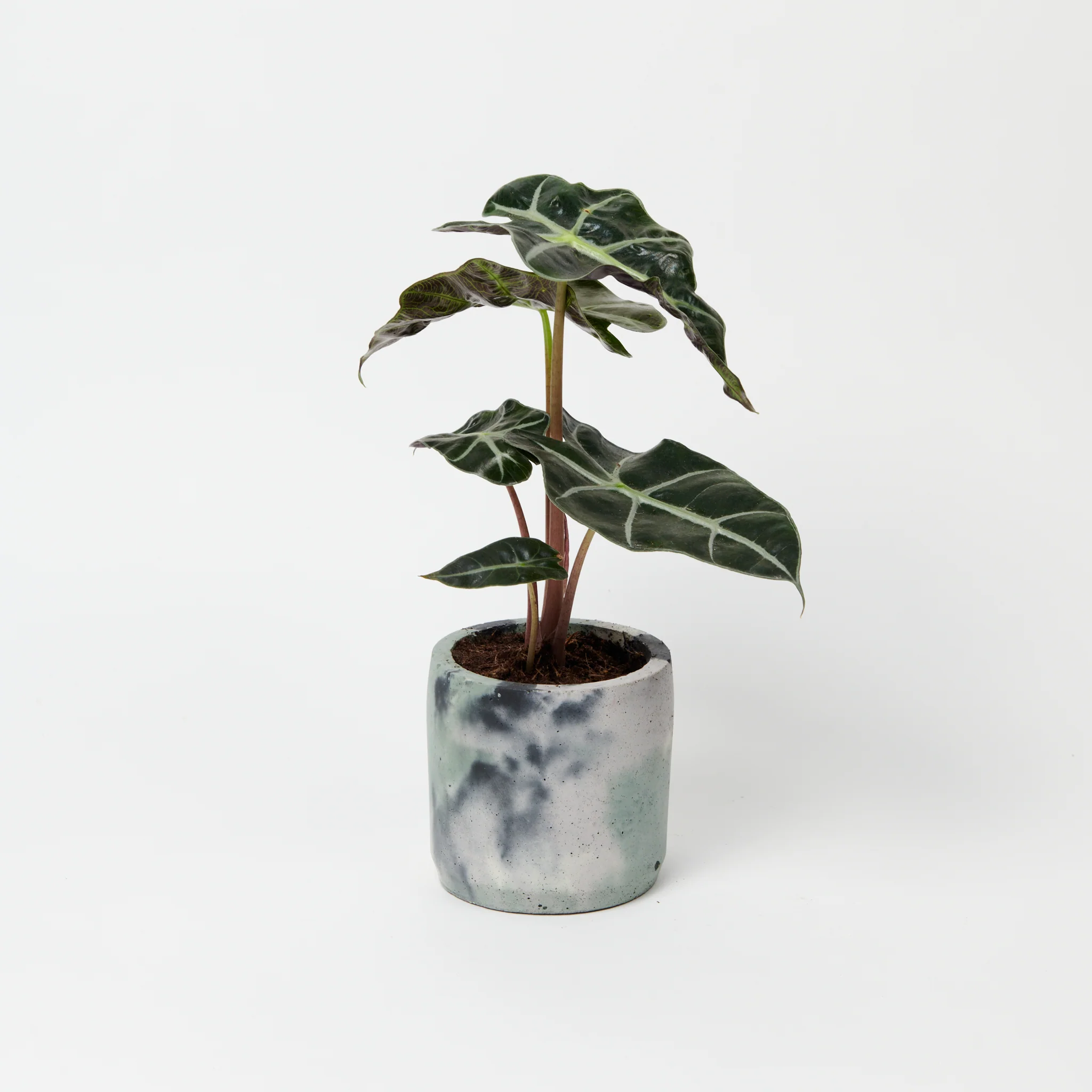 Cylinder Concrete Pot - Medium - Image 10